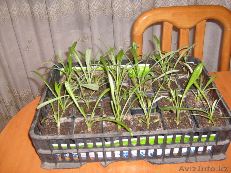 Цветущие растения для балконов, лоджий, садовых участков - Изображение #3, Объявление #221253