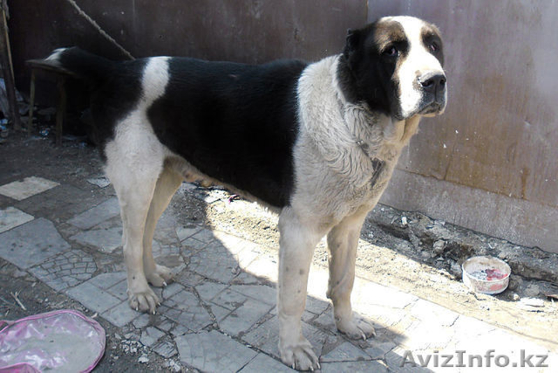 г.Алматы Антон 87772077441 anton5869@mail,ru - Изображение #1, Объявление #220729