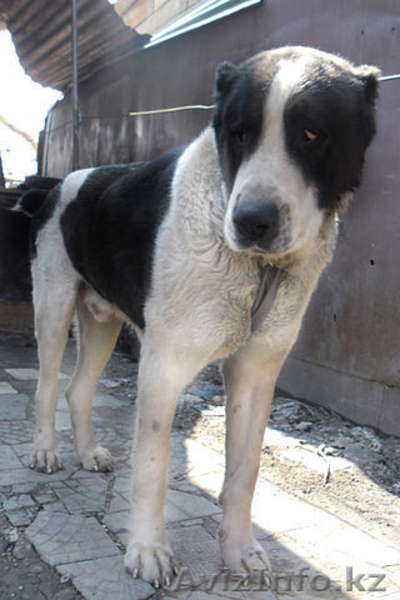 г.Алматы Антон 87772077441 anton5869@mail,ru - Изображение #2, Объявление #220729