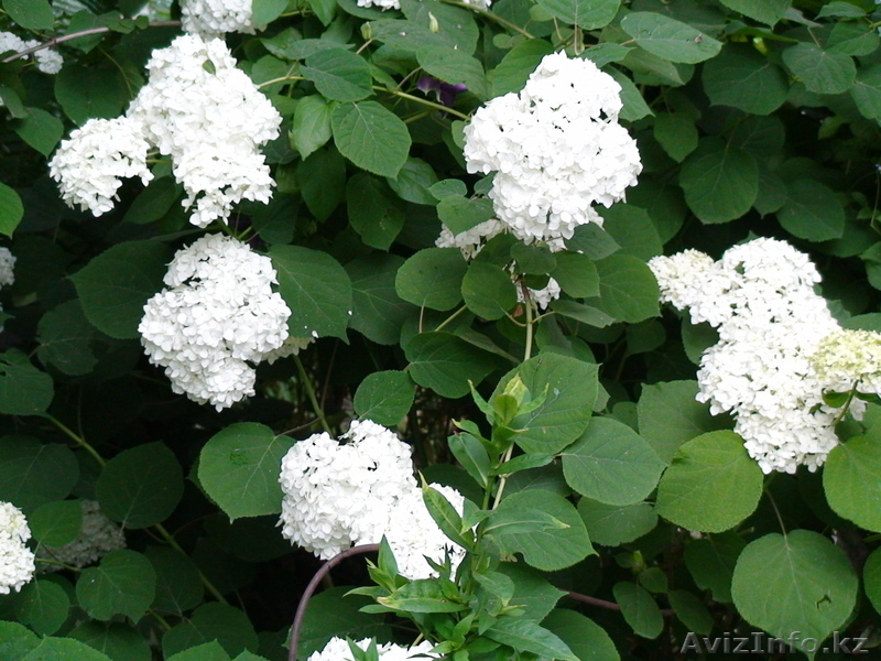 посадочный материал многолетних цветов - Изображение #3, Объявление #225888