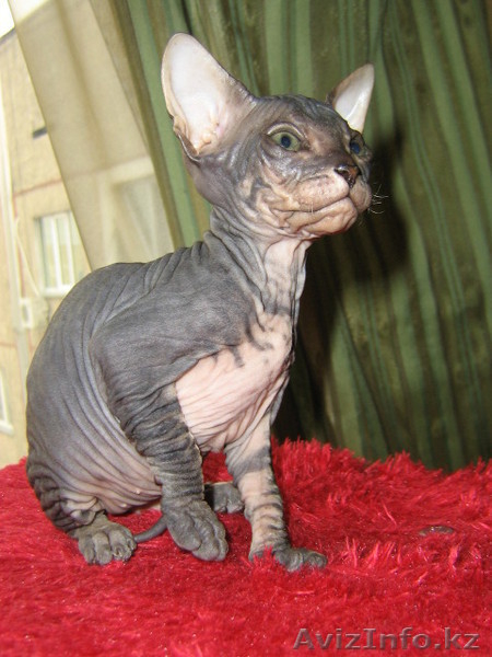 котенок донского сфинкса - Изображение #1, Объявление #217756
