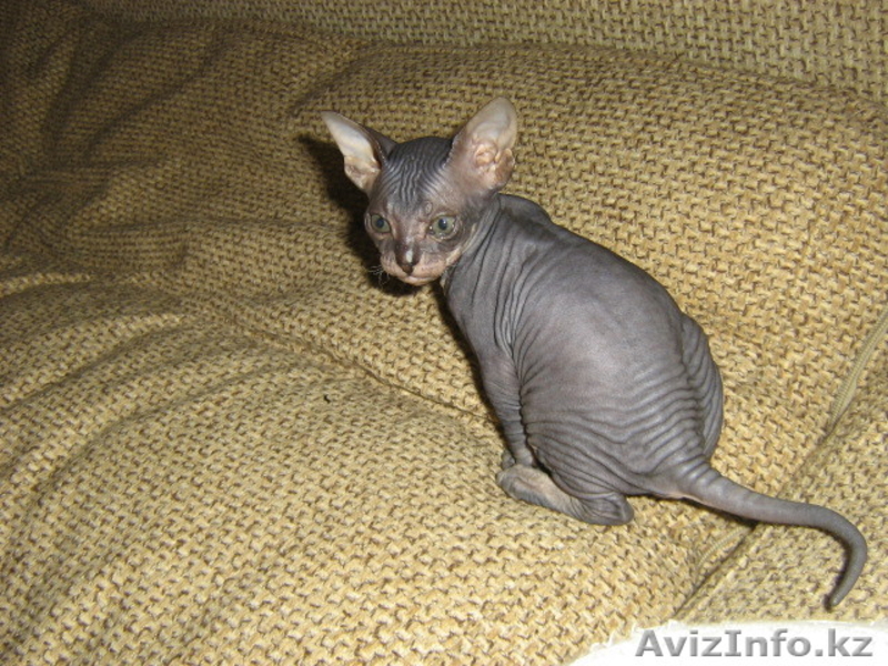 котенок донского сфинкса - Изображение #4, Объявление #217756