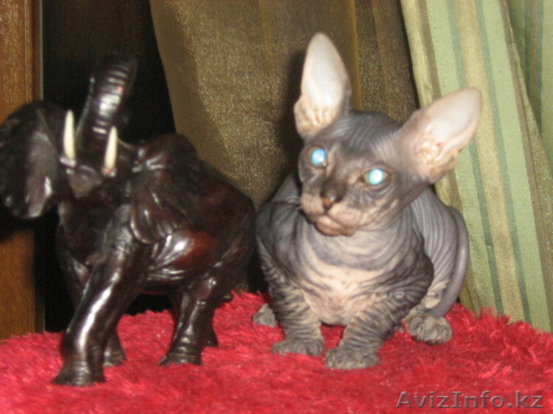 котенок донского сфинкса - Изображение #2, Объявление #217756