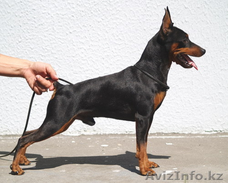 Цверпинчера щенки родословная РКФ - Изображение #2, Объявление #243786