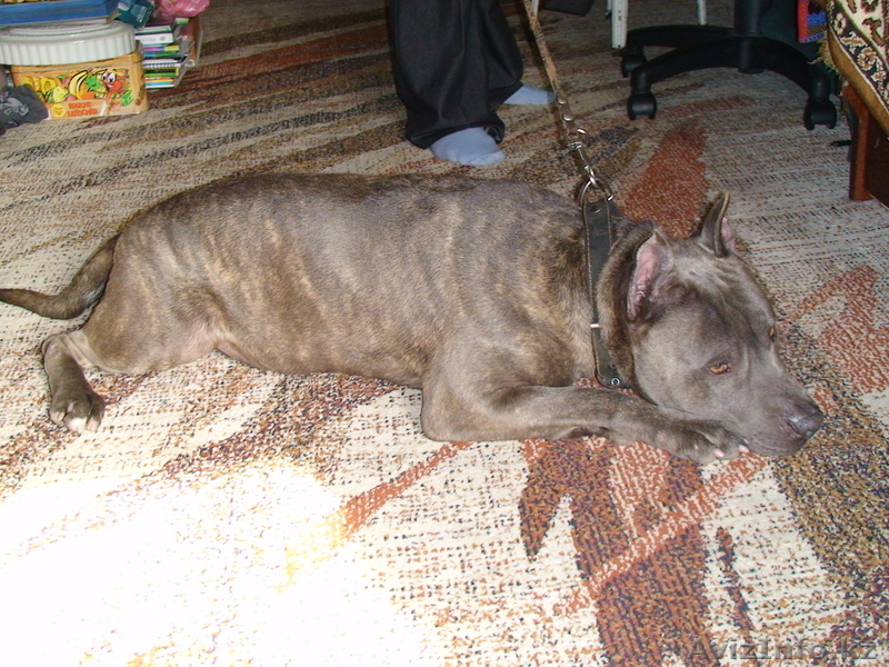 Вязка Амстафф ищет подругу!, - Изображение #3, Объявление #247669