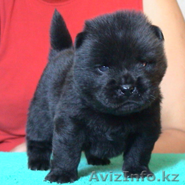 Щенки чау чау с отличной родословной - Изображение #2, Объявление #245274