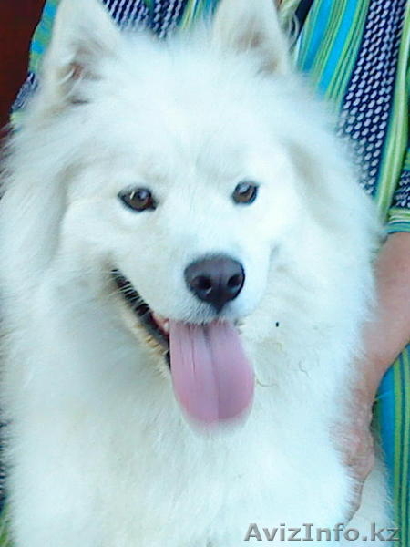продам щенков самоедской лайки - Изображение #2, Объявление #234099