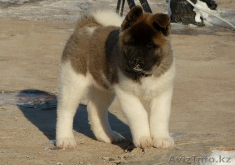 американская акита - Изображение #2, Объявление #202841