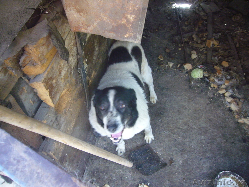 Евгений ketevann@mail.ru 87772299040 - Изображение #2, Объявление #243942