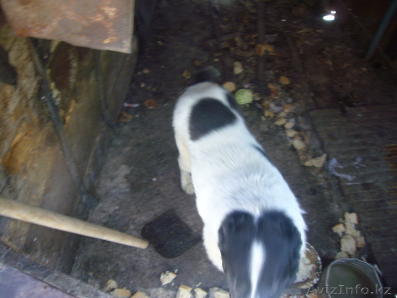 Евгений ketevann@mail.ru 87772299040 - Изображение #3, Объявление #243942