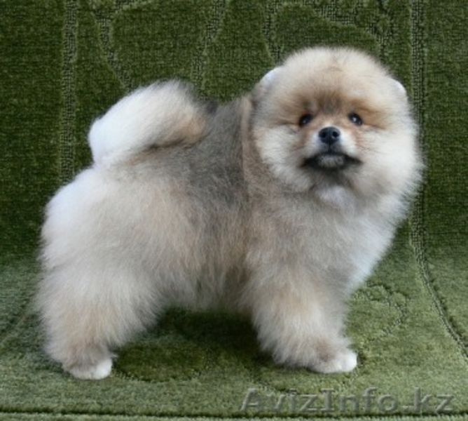 продаются щенки Померанского Шпица в Алматы - Изображение #1, Объявление #243568