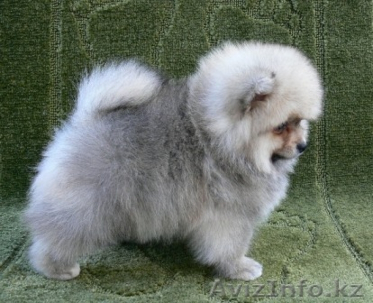 продаются щенки Померанского Шпица в Алматы - Изображение #2, Объявление #243568