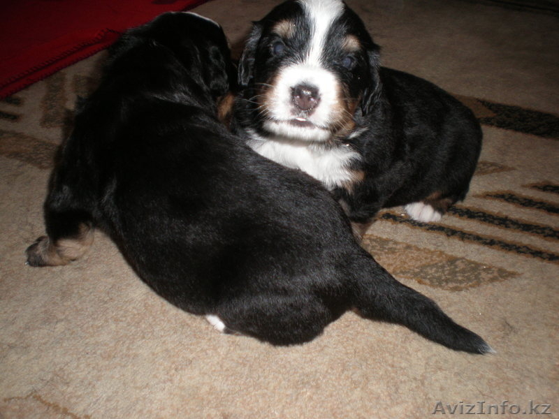 Элитные щенки Бернского Зенненхунда - Изображение #2, Объявление #222981