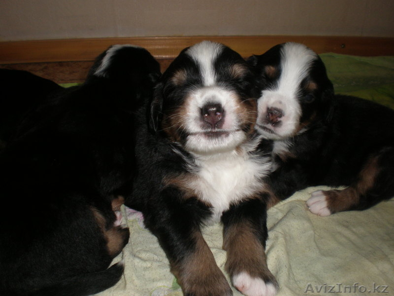 Элитные щенки Бернского Зенненхунда - Изображение #4, Объявление #222981