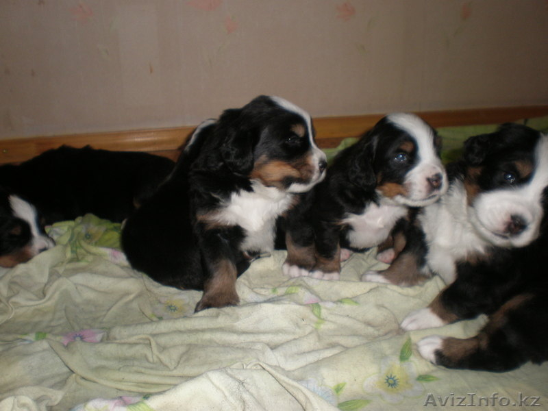 Элитные щенки Бернского Зенненхунда - Изображение #1, Объявление #222981