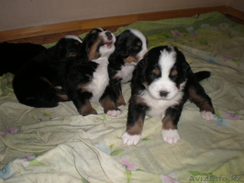 Элитные щенки Бернского Зенненхунда - Изображение #5, Объявление #222981