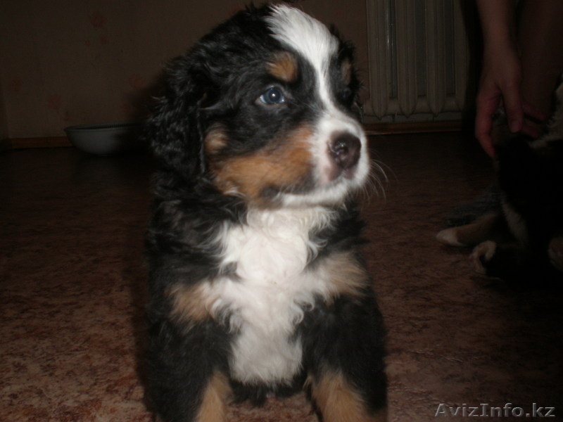 щенки бернского зенненхунда - Изображение #4, Объявление #216468