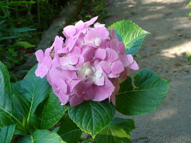 посадочный материал многолетних цветов - Изображение #4, Объявление #225888