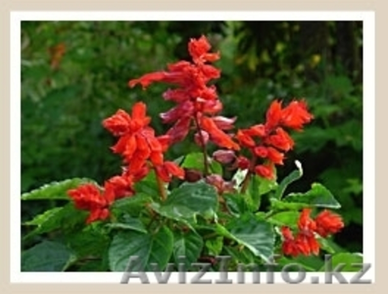 Цветущие растения для балконов, лоджий, садовых участков - Изображение #8, Объявление #221253