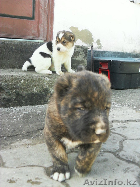 Продам щенков САО      - Изображение #1, Объявление #239381