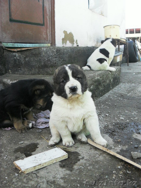 Продам щенков САО      - Изображение #5, Объявление #239381