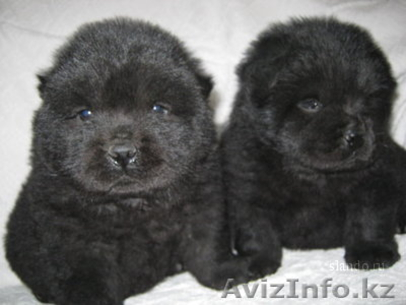 Щенки чау чау с отличной родословной - Изображение #4, Объявление #245274
