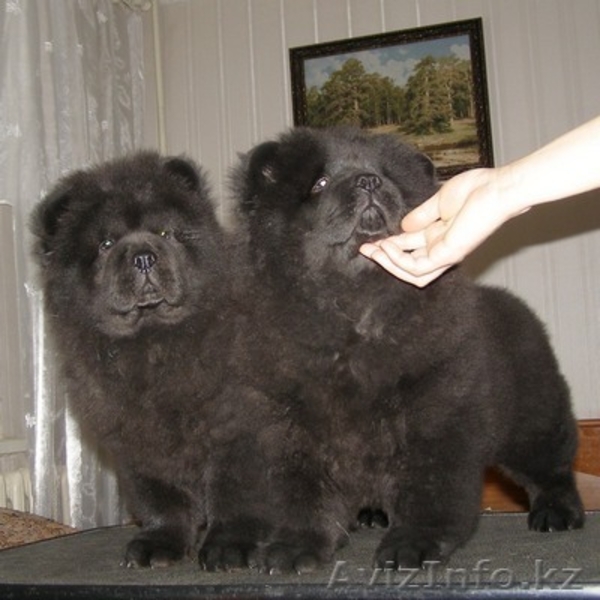 Щенки чау чау с отличной родословной - Изображение #5, Объявление #245274
