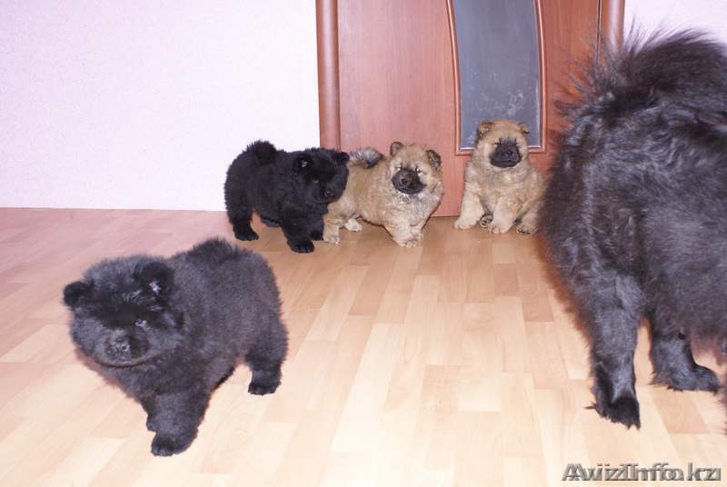 Щенки чау чау с отличной родословной - Изображение #3, Объявление #245274