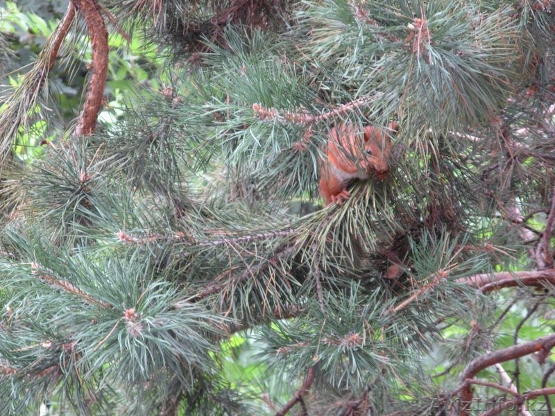 ПРОДАМ  1-КОМНАТНУЮ КВАРТИРУ В ЭКОЛОГИЧЕСКИ ЧИСТОМ РАЙОНЕ АЛМАТЫ. - Изображение #2, Объявление #222290