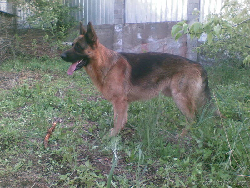 кобель немецкой овчарки ищет подругу для вязки - Изображение #2, Объявление #249428
