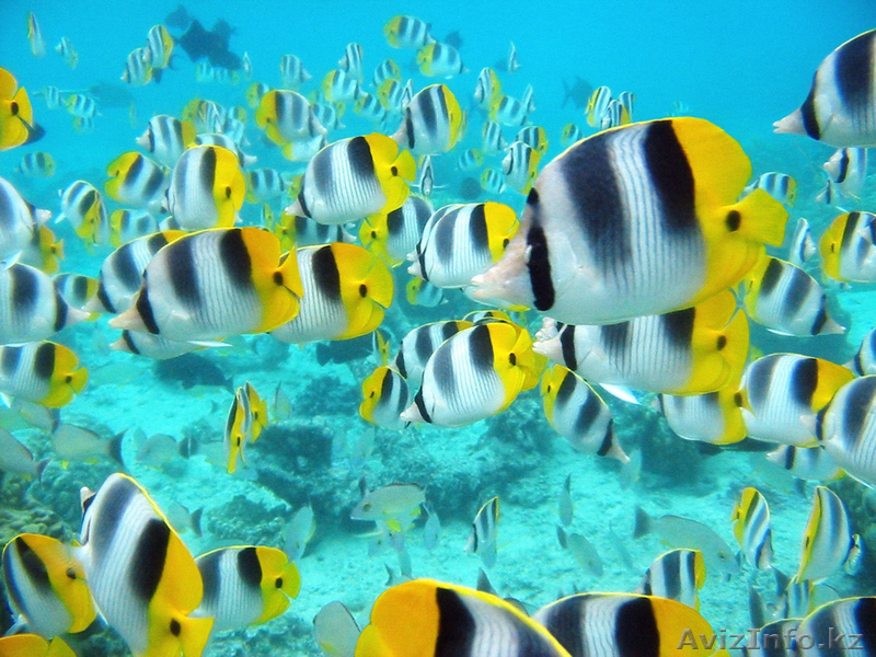 Фото-кафель  на заказ."Акция"  130у.е. за кв.м. - Изображение #9, Объявление #273470