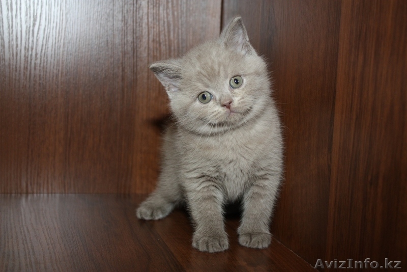 Продаются котята Британской короткошерстной породы - Изображение #2, Объявление #259988