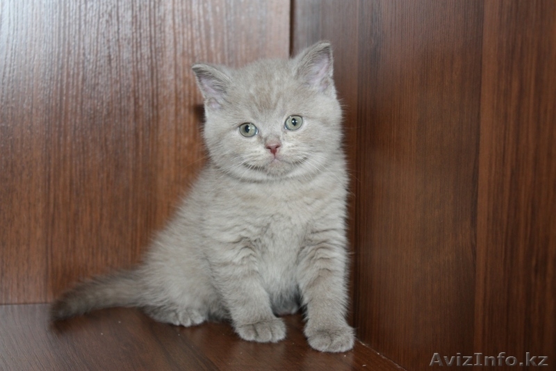 Продаются котята Британской короткошерстной породы - Изображение #3, Объявление #259988