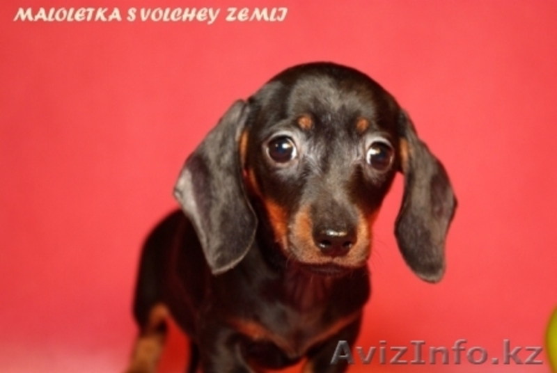 Очаровательные щенки таксы миниатюрной и кроличьей. - Изображение #1, Объявление #273934