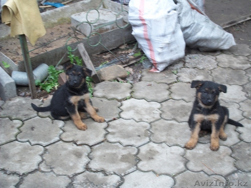  щенки немецкой овчарки - Изображение #3, Объявление #267417