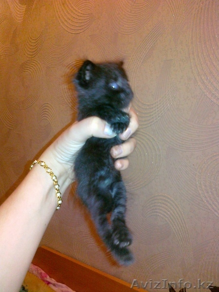 КОТЯТА!!! Срочно заберите!!!!!!!!!!!!!!!!! - Изображение #2, Объявление #268196