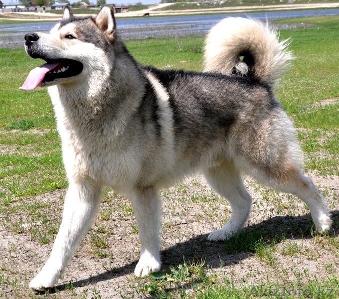 Аляскинский Маламут - Изображение #2, Объявление #271572