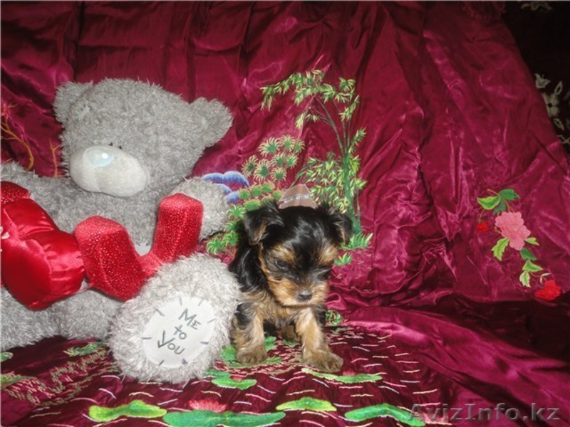 щенки йоркширского терьера - Изображение #2, Объявление #267469