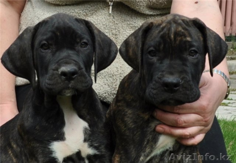 Породные щенки Дого Канарио - Изображение #3, Объявление #272520