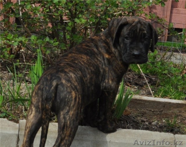 Породные щенки Дого Канарио - Изображение #1, Объявление #272520