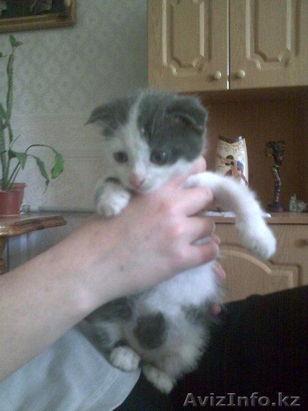 Котёнок Бесплатно  - Изображение #2, Объявление #261156