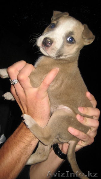 Щенок Питбуля девочка - Изображение #2, Объявление #255465