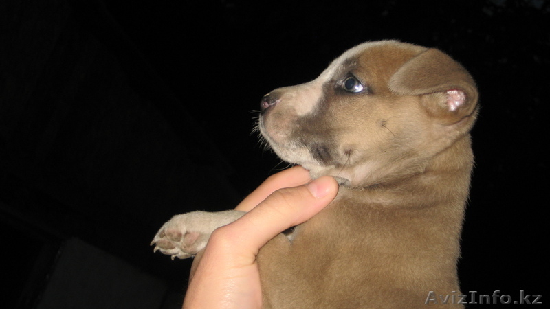 Щенок Питбуля девочка - Изображение #1, Объявление #255465