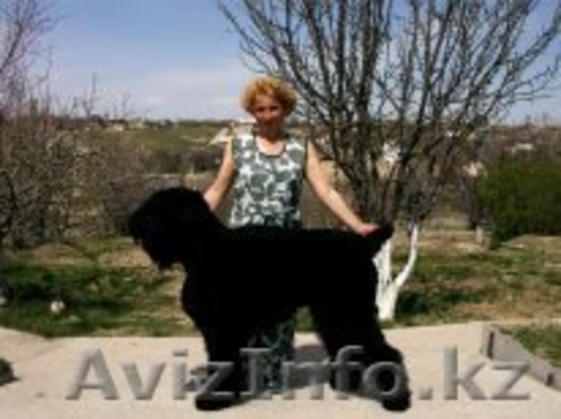 продам щенков русского черного терьера - Изображение #1, Объявление #249381