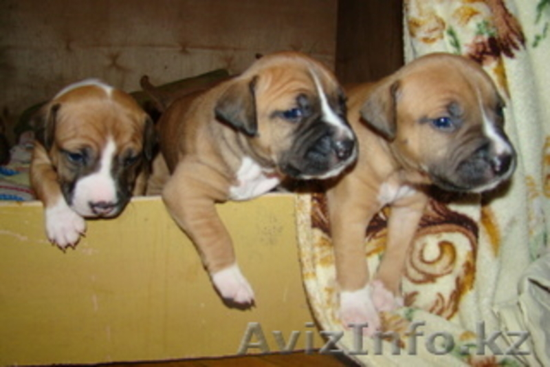 Продам  элитных щенков СТАФФОРДОВ!!!! - Изображение #1, Объявление #274208