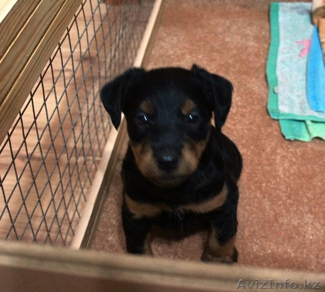  ягдтерьер ЩЕНОК 1,5 МЕСЯЦА - Изображение #2, Объявление #274266