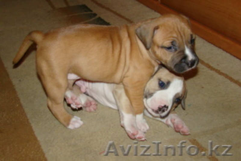 Продам  элитных щенков СТАФФОРДОВ!!!! - Изображение #2, Объявление #274208