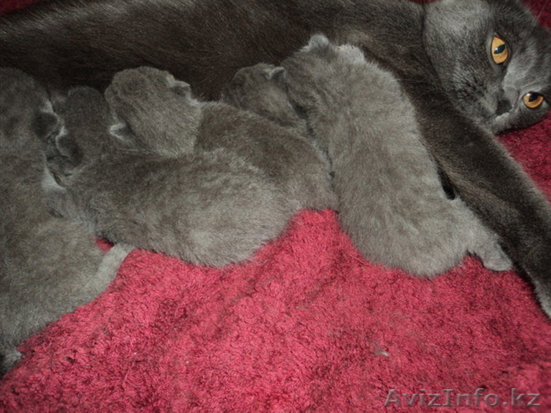 Британские кошечки продаются! - Изображение #3, Объявление #252924