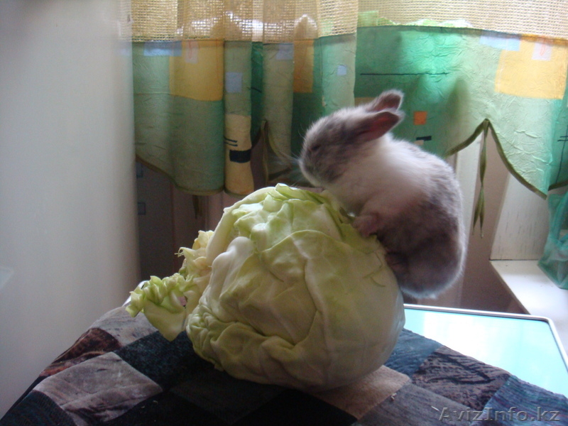 продам декоративных крольчат, 1 месяц. за 3000 тг. ласковые, ручные - Изображение #1, Объявление #274771