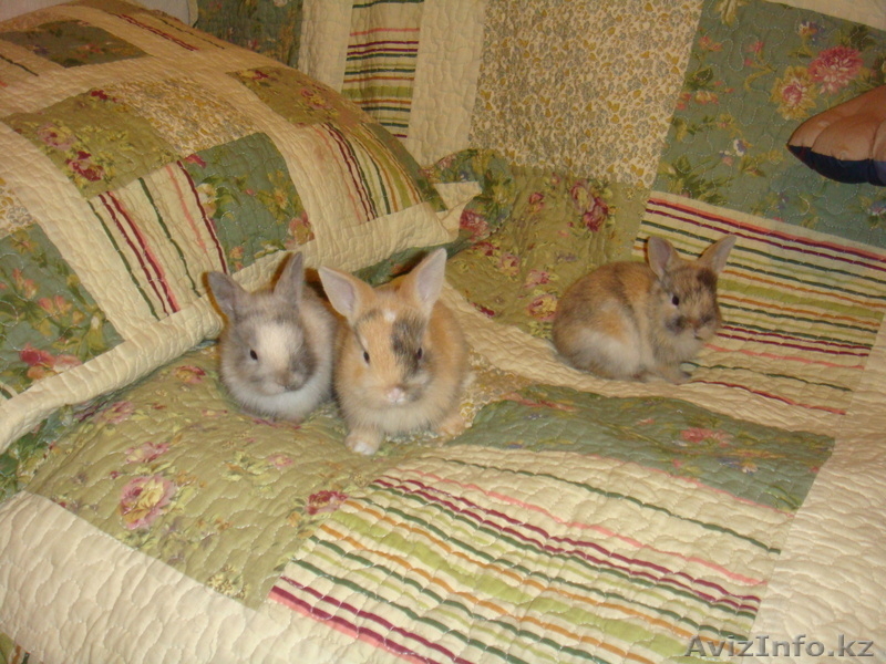 продам декоративных крольчат, 1 месяц. за 3000 тг. ласковые, ручные - Изображение #2, Объявление #274771